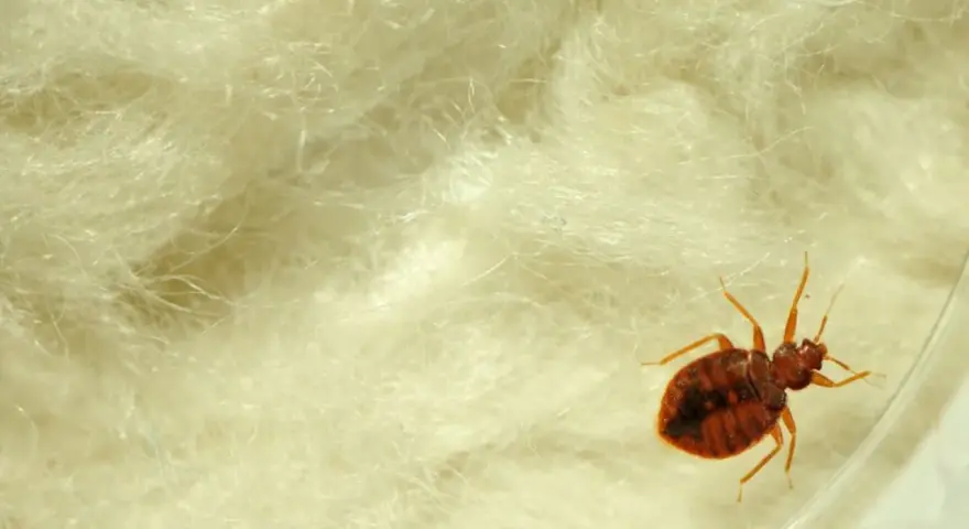 Un insecto, una chinche, se arrastra sobre material blanco y esponjoso. Si tienes chinches, esto es lo que hacer.