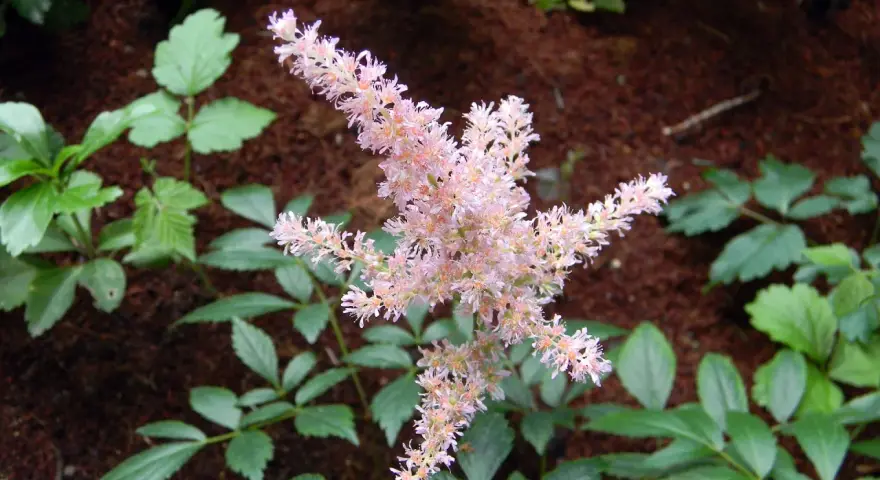 En fluffig, ljusrosa astilbe i kruka blommar vackert bland gröna blad och mörk jord.