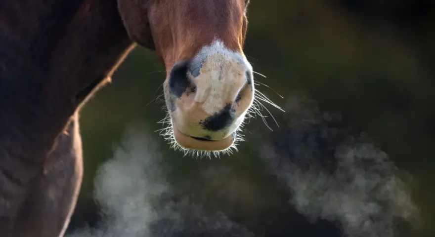 Gros plan sur le museau d'un cheval. De la vapeur s'échappe de ses narines, comme si ce cheval transpirait sans rien faire, peut-être à cause du froid.