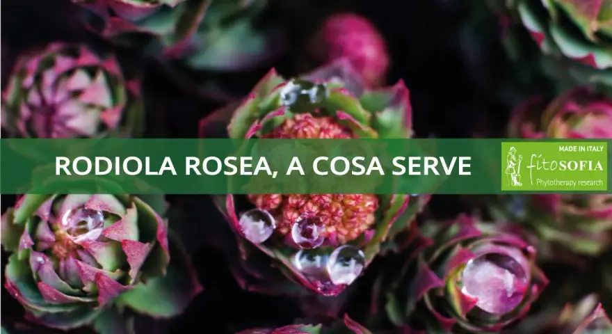 Rodiola rosea, a cosa serve? Scopri i benefici di questa pianta adattogena con gocce d'acqua sulle foglie.