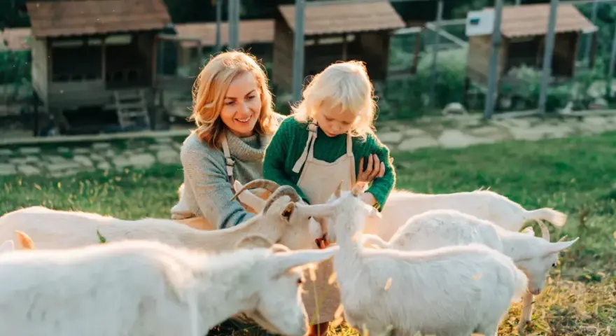 Kobieta i dziecko karmią kozy na farmie. Idealne wczasy pod gruszą, pełne słońca i zwierząt.