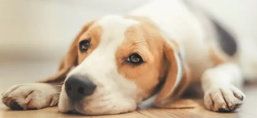 Hund einschläfern: Medikamente & Ablauf Ein friedlicher Abschied