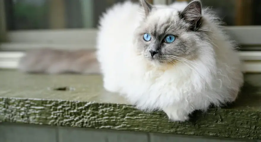 Piękny ragdoll wśród kotów, z niebieskimi oczami, siedzi na zielonej desce.