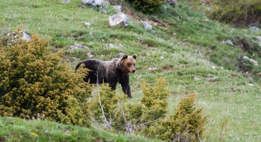 Un orso marsicano abruzzo passeggia su un prato verde tra arbusti.