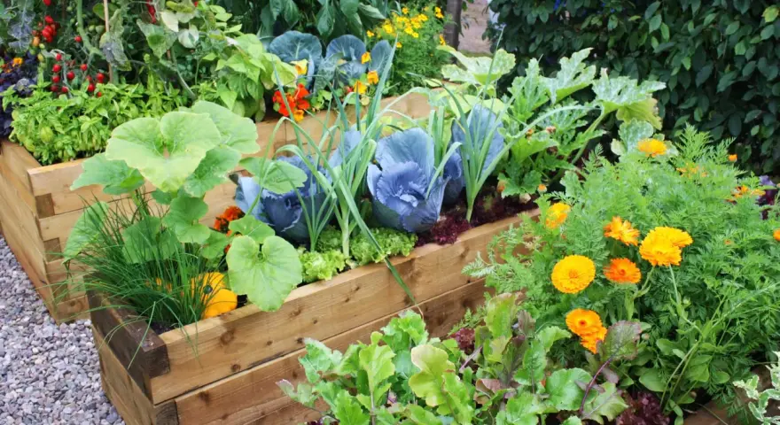 A vibrant raised garden bed shows how to grow vegetables like cabbage, lettuce, tomatoes, and squash, interspersed with bright orange marigolds.