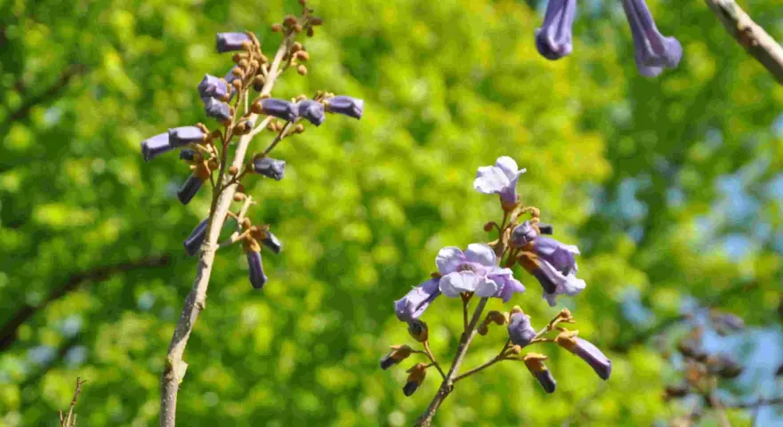 Lila blommor på ett träd, kanske ett kejsarträd i Sverige, mot en suddig grön bakgrund.