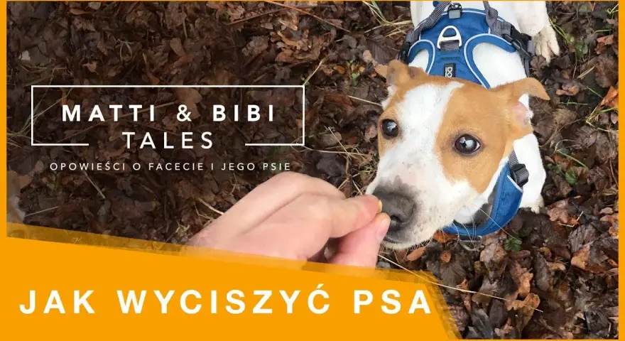 Jak wytresować psa żeby nie gryzł i cieszyć się spokojem w domu