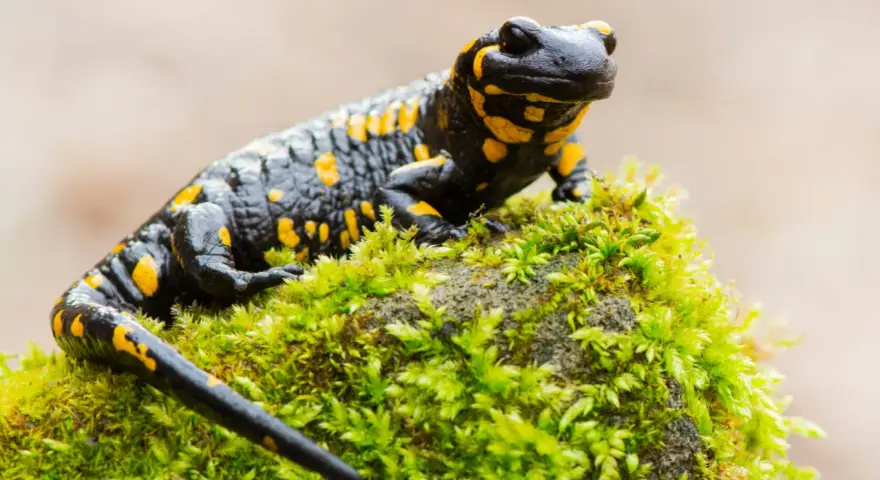 Czarna salamandra plamista z żółtymi cętkami siedzi na omszałym kamieniu. Ciekawostki o tym płazie są fascynujące!