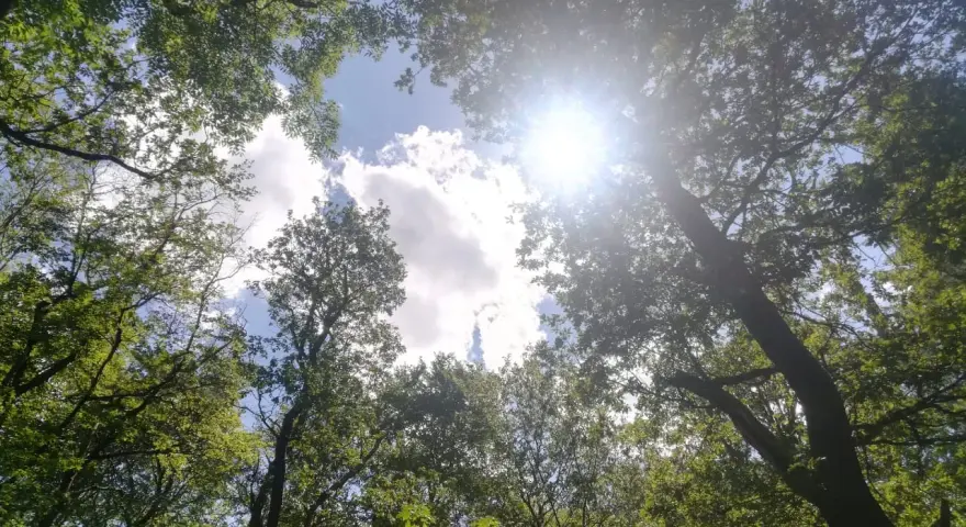Sonnenstrahlen brechen durch das Blätterdach eines Waldes, wie in Psalm 31 beschrieben. Ein friedlicher Anblick.