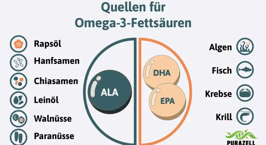 Quellen für Omega-3-Fettsäuren: Rapsöl, Hanfsamen, Chiasamen, Leinöl, Walnüsse, Paranüsse, Algen, Fisch, Krebse, Krill. Die Grafik zeigt, wieviel Omega 3 am Tag man zu sich nehmen kann.