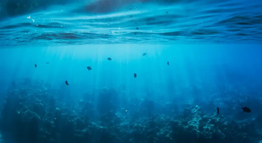 Photographie sous-marine de poissons nageant dans des eaux bleues claires, avec des rayons de soleil traversant la surface.