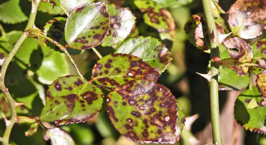 Hojas de rosal con manchas oscuras, síntoma de la negrilla. Espinas afiladas adornan el tallo verde.
