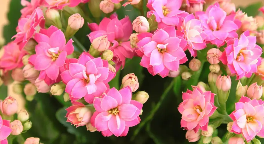 Flores de kalanchoe rosadas, símbolo de esperanza y perseverancia. Su kalanchoe significado espiritual es profundo.