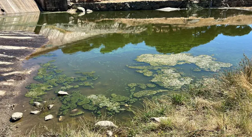 Agua verdosa con algas flotantes, indicativo de eutrofización del agua, cerca de una presa de hormigón.