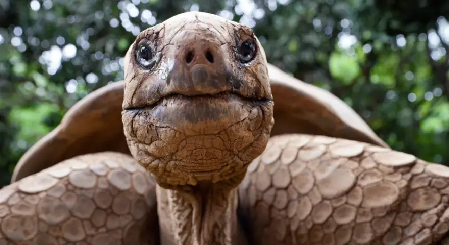 Primer plano de una tortuga gigante de Galápagos, cuya longevidad nos hace preguntarnos cuanto vive un galapago.