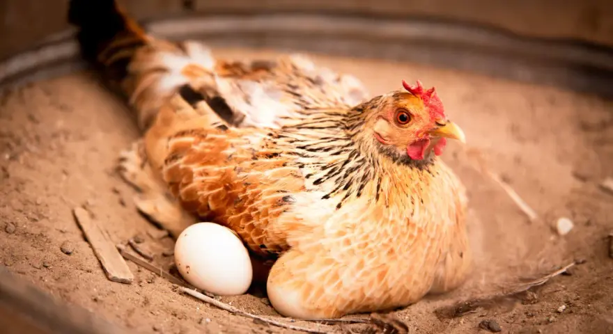 Gallina con un uovo accanto, forse si chiede a che ora fanno le uova le galline.