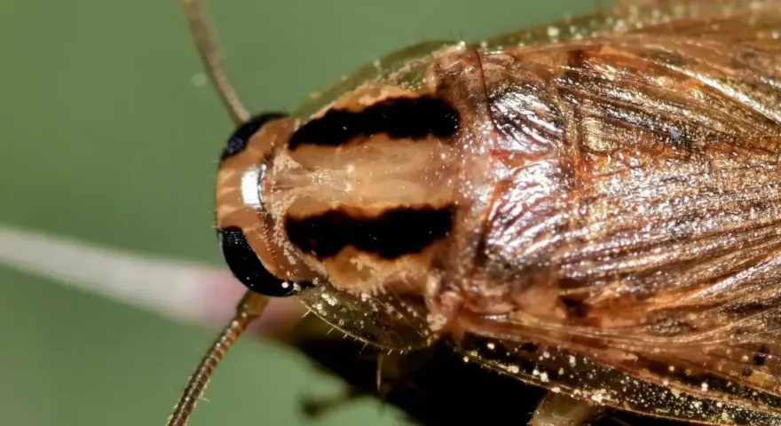Primer plano de una cucaracha de campo con rayas oscuras en la cabeza y alas brillantes.