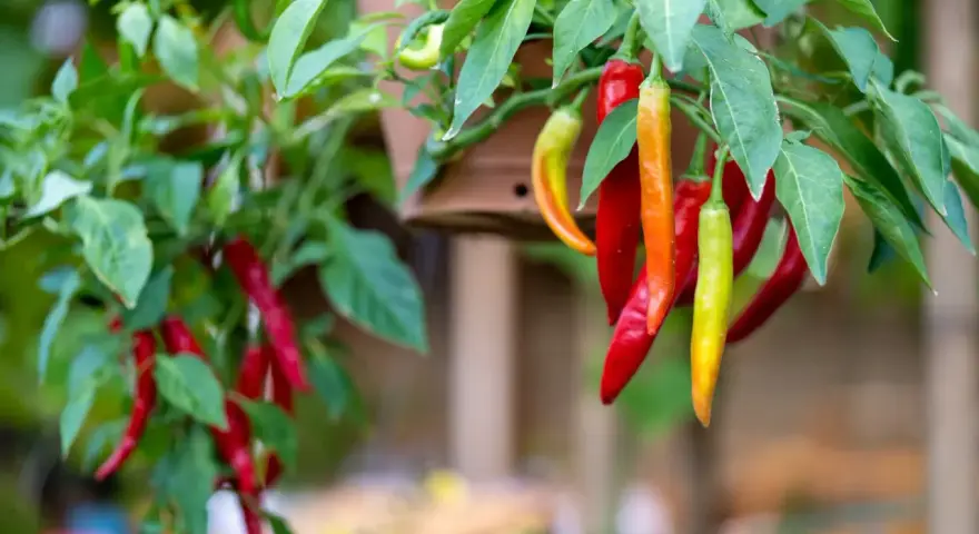 Chili sorter: röda, orange och gröna chilifrukter hänger mogna från en planta.