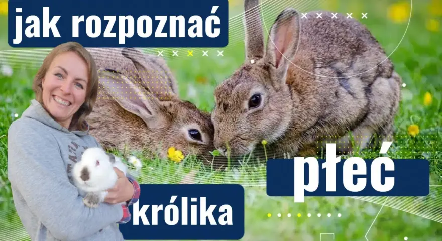 Kiedy samiec królika jest gotowy do rozpłodu? Sprawdź, co musisz wiedzieć