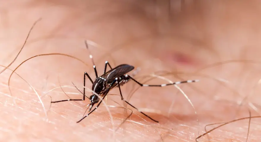 Un mosquito, uno de los molestos insectos de verano en casa, se posa sobre la piel, listo para picar.