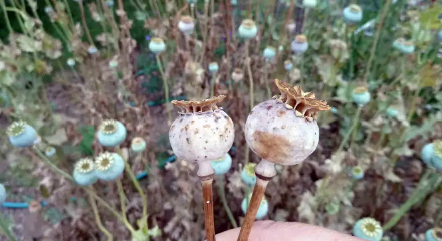 Due capsule di papavero comune, con uno sfondo sfocato di altre capsule e steli secchi.