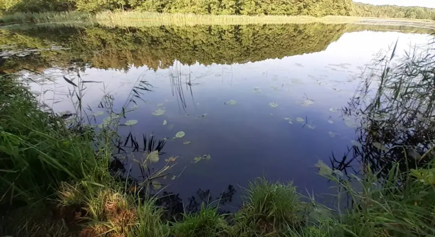 Spokojne jezioro Kopalińskie otoczone lasem, z odbijającymi się w wodzie drzewami i liliami wodnymi.