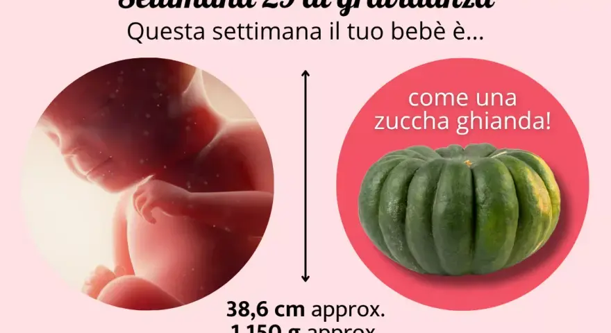 Bebè di 29 settimane di gravidanza, grande come una zucca ghianda. Misura circa 38,6 cm e pesa 1.150 g.