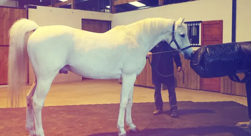 Un étalon blanc est préparé pour la collecte de sperme de cheval dans une écurie.