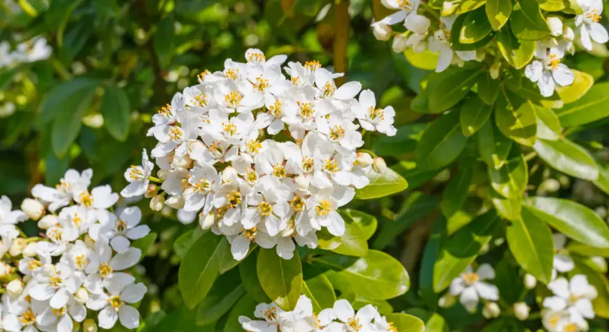 Gros plan sur des grappes de fleurs blanches parfumées de l'oranger du Mexique, mises en valeur par le feuillage vert luxuriant.