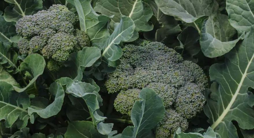 Close-up of fresh broccoli heads surrounded by large green leaves. Did you know broccoli is packed with vitamins?