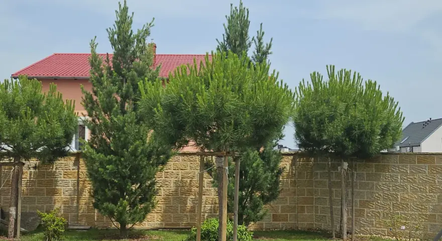 Kilka młodych drzewek piniowych rośnie przed kamiennym murem.