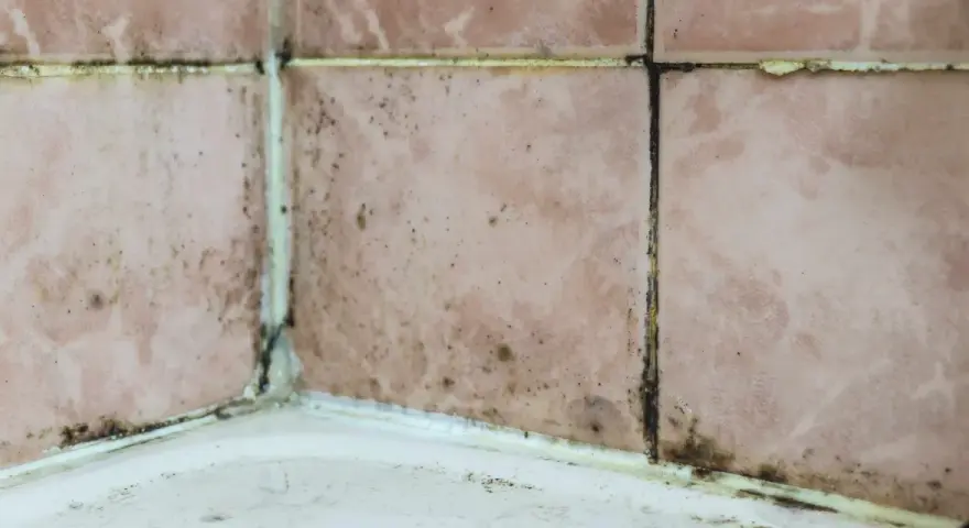 Moisissure noire et saleté sur les joints de carrelage rose dans un coin de salle de bain. Il est temps d'enlever l'odeur d'humidité de la salle de bain.