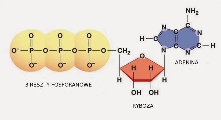 ATP w biologii – klucz do zrozumienia energii w komórkach