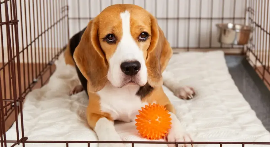 Smutny beagle leży w klatce kennelowej z pomarańczową piłeczką.