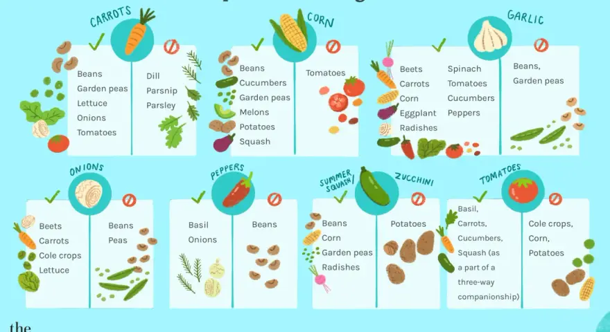 Companion planting guide showing what vegetables grow well together, like carrots with beans and tomatoes with basil.