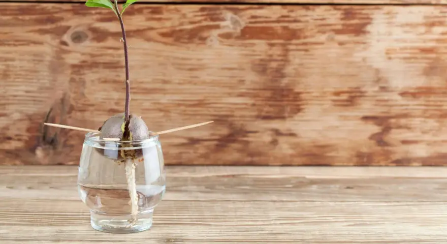 Ein Keimling wächst aus einem Avocadokern, der mit Zahnstochern in einem Glas Wasser steckt. Der Beginn, Avocado ziehen.