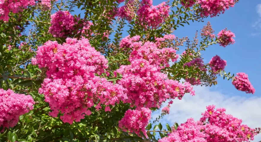 Krzew lagerstroemia w pełnym rozkwicie, z bujnymi, różowymi kwiatostanami na tle błękitnego nieba.