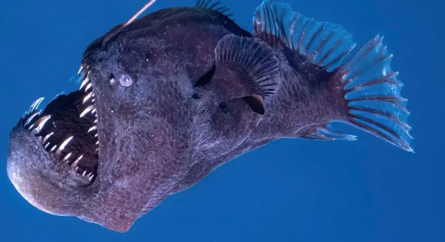Un pez abisal oscuro con una boca llena de dientes afilados y un señuelo bioluminiscente sobre su cabeza, nadando en aguas profundas.