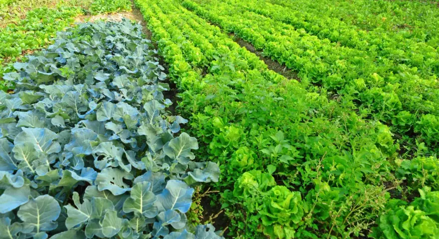 Un rigoglioso terreno incolto con file di cavoli blu e lattuga verde brillante.