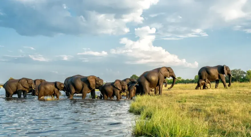 Stado słoni przeprawia się przez rzekę, tworząc niezapomniany widok podczas botswana wycieczki.