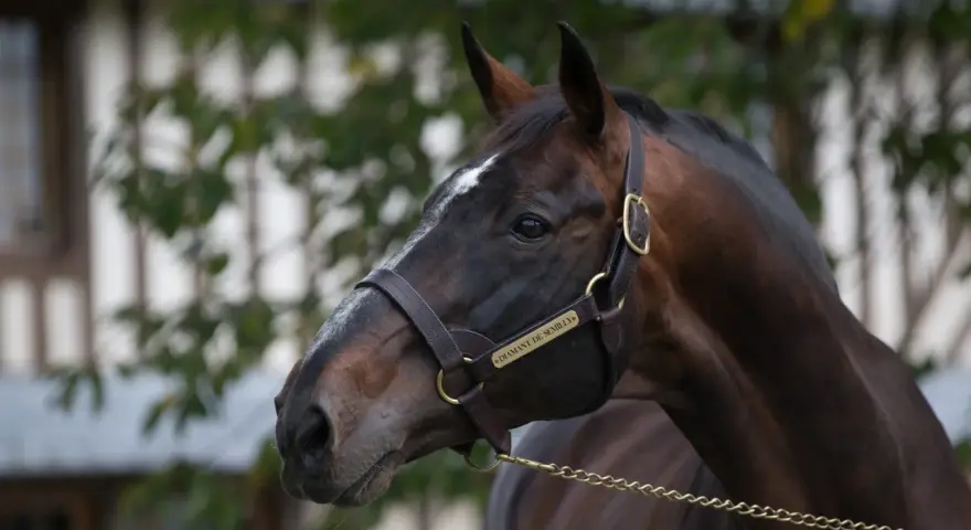 Profil du cheval Diamant de Semilly, un étalon brun avec une étoile blanche sur le front, portant une bride en cuir.
