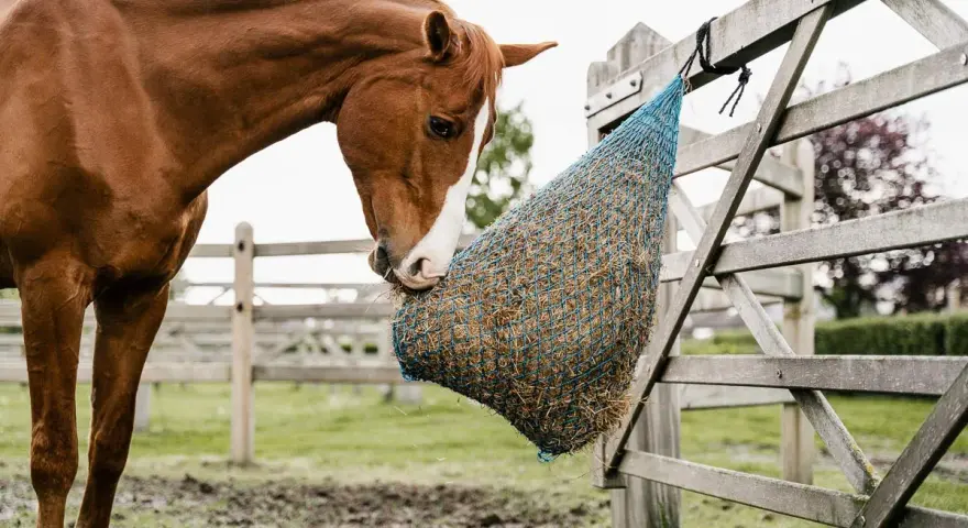 Cheval brun mangeant dans un filet à foin. Attention aux symptômes de fourbure cheval, une alimentation lente est préférable.