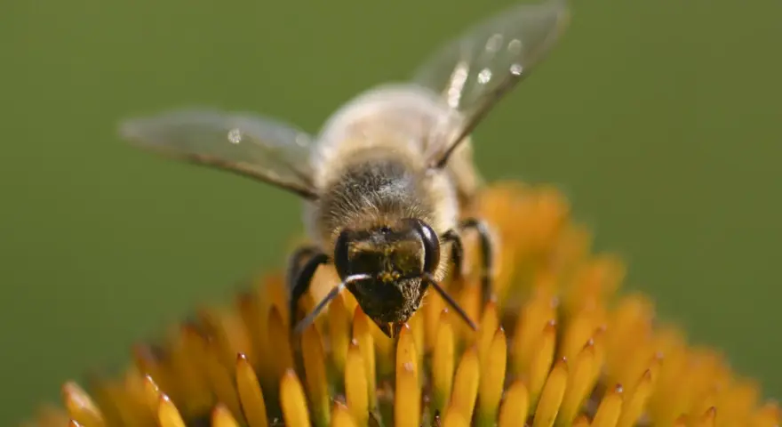 Eine Biene sammelt Nektar auf einer Blüte. Dieser Nektar wird zu honig gesund, einem wertvollen Naturprodukt.