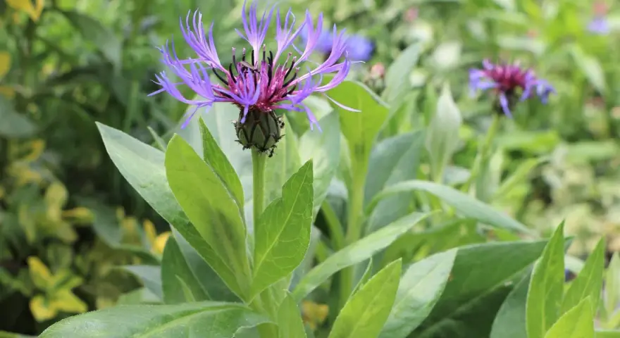 Eine lila berg flockenblume entfaltet ihre zarten Blütenblätter inmitten grüner Blätter.