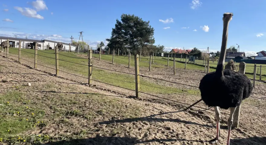 Strusie na farmie Kniewo pod błękitnym niebem. Jeden struś z długą szyją stoi na pierwszym planie.