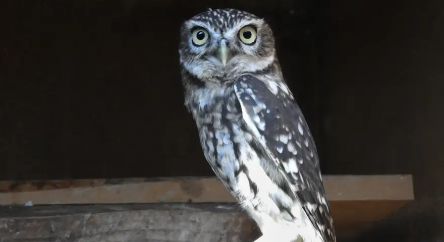 Un mochuelo europeo, con sus grandes ojos amarillos, posa en una viga de madera.