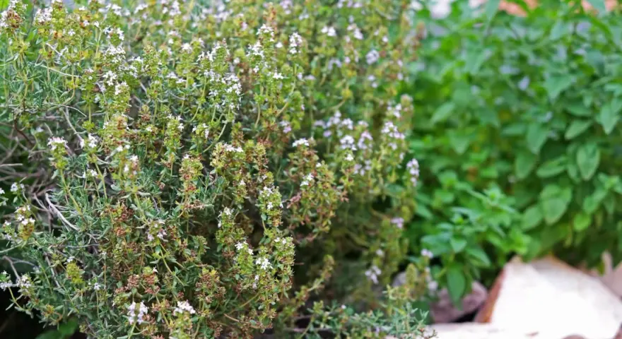 Ein dichter Thymianbusch mit vielen kleinen weißen Blüten. Perfekt, um Thymian zu vermehren und den Garten zu verschönern.