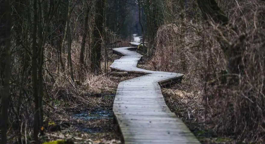 Kręta kładka przez mokradła w Kampinoskim Parku Narodowym. Szlaki prowadzą przez gęsty, mroczny las.
