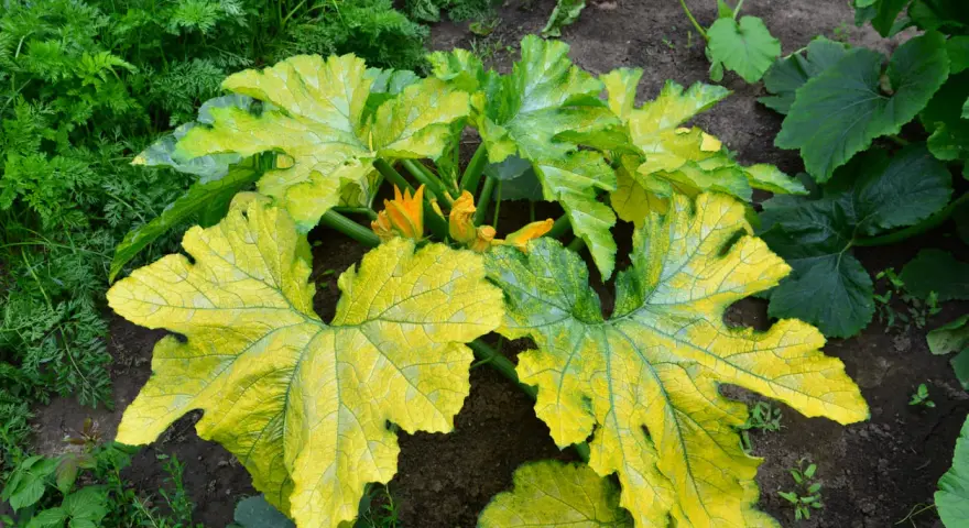 Foglie di zucchine ingiallite e macchiate, sintomo di peronospora. Fiori gialli spuntano tra le foglie malate.