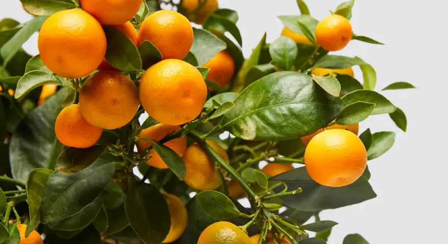 Naranjos cargados de frutos, listos para ser protegidos con insecticida para naranjos.